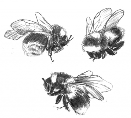 trois_abeilles.png